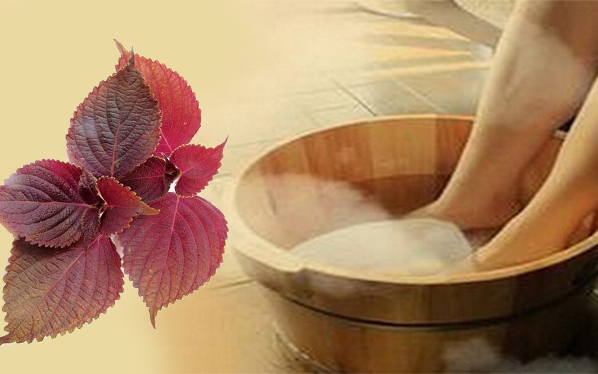 Nước tía tô đậu đen có tác dụng gì?- Ảnh 3. Nước tía tô đậu đen có tác dụng gì?- Ảnh 3.