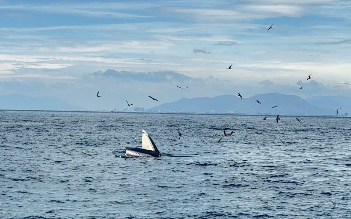 Cá voi hăng say săn mồi trên biển Nha Trang