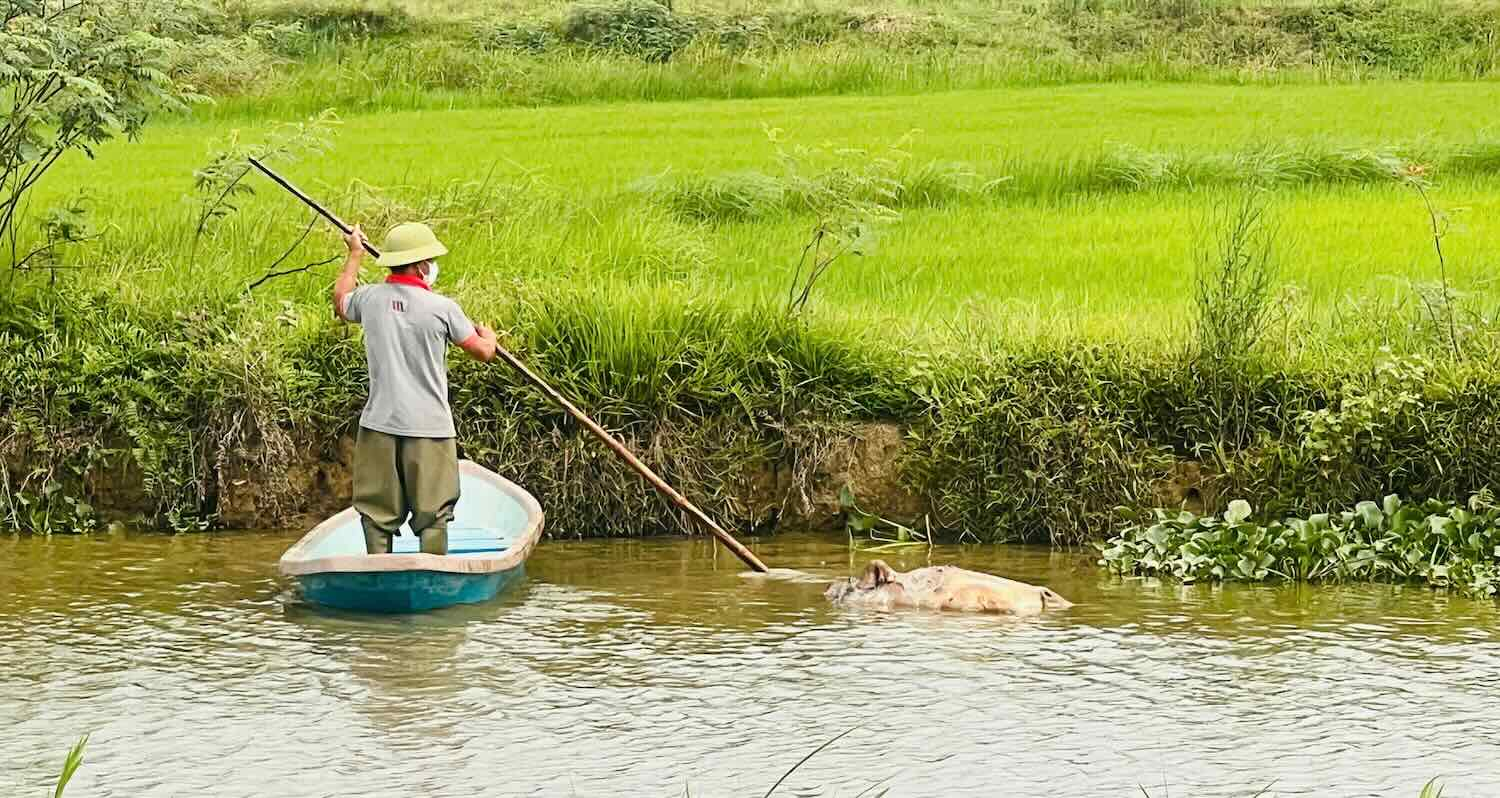 Tiêu hủy hơn 11.000 con lợn bệnh, Quảng Trị phòng chống dịch tả lợn châu Phi thế nào?- Ảnh 2.