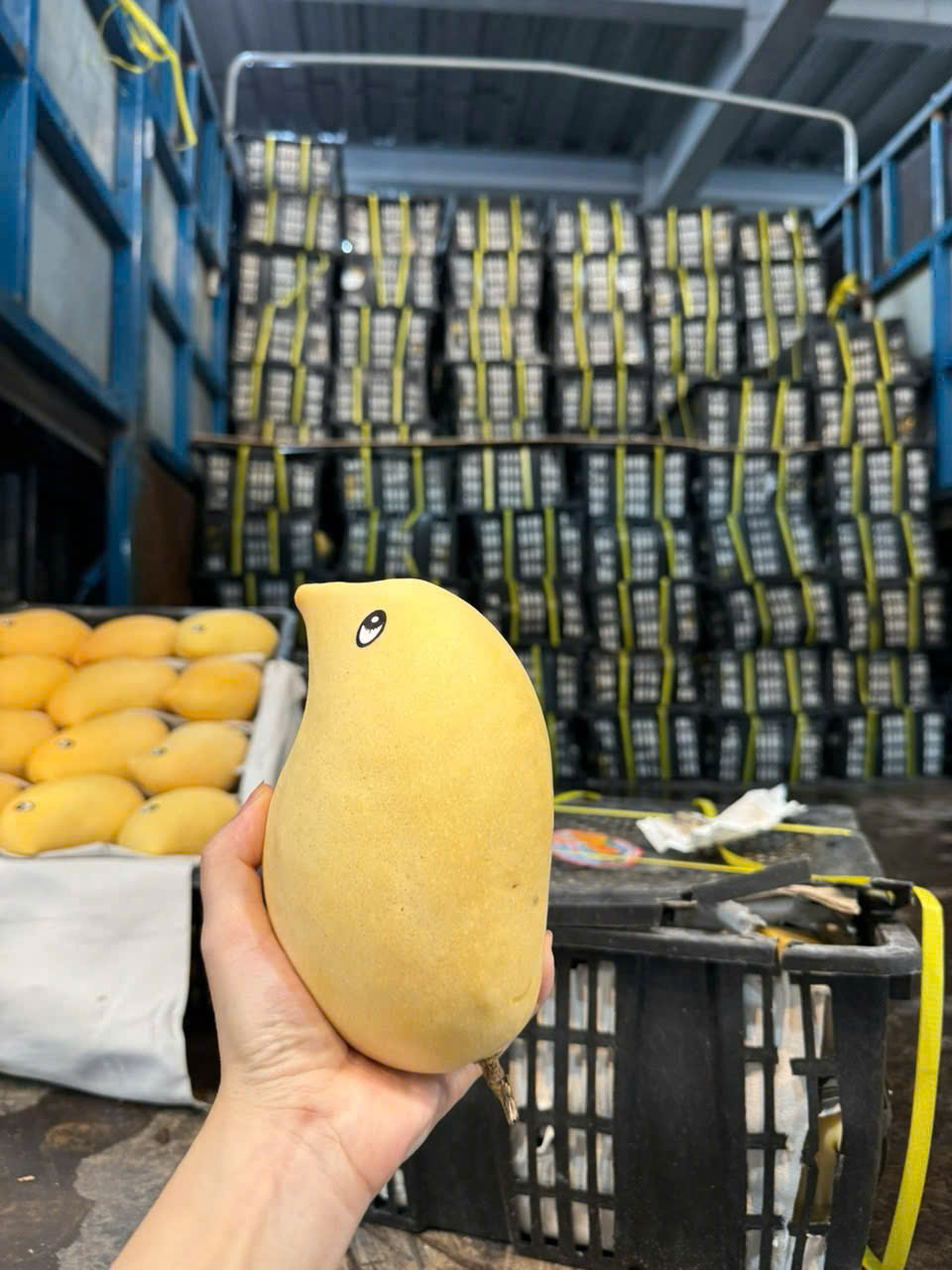 Tiểu thương tiết lộ về nguồn gốc của loại xoài vàng ươm, thơm nức đang bán đầy chợ Việt- Ảnh 11.