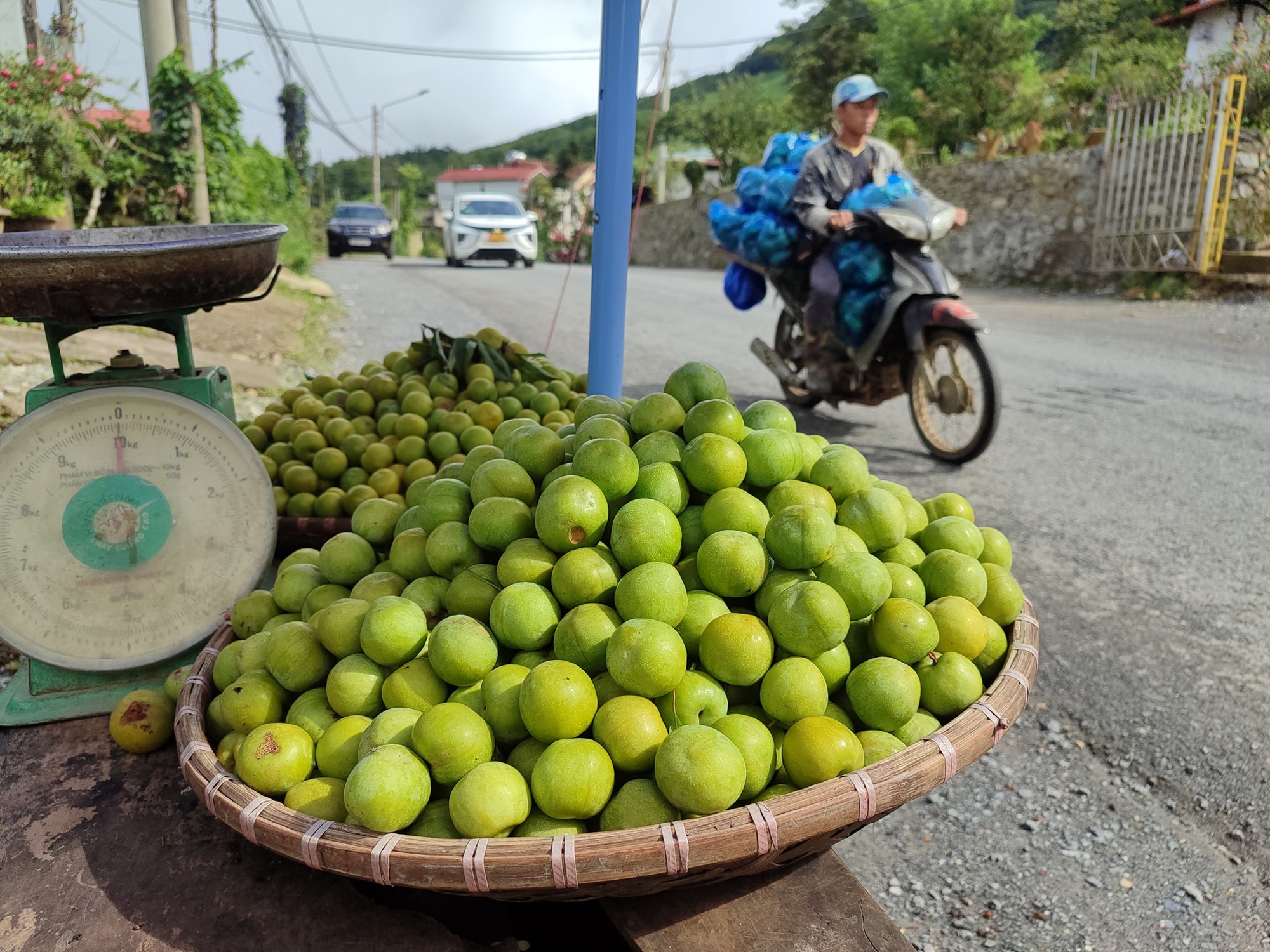Thực hư về nguồn gốc loại mận róc hạt đang bán đầy thị trường- Ảnh 3. Thực hư về nguồn gốc loại mận róc hạt đang bán đầy thị trường- Ảnh 3.