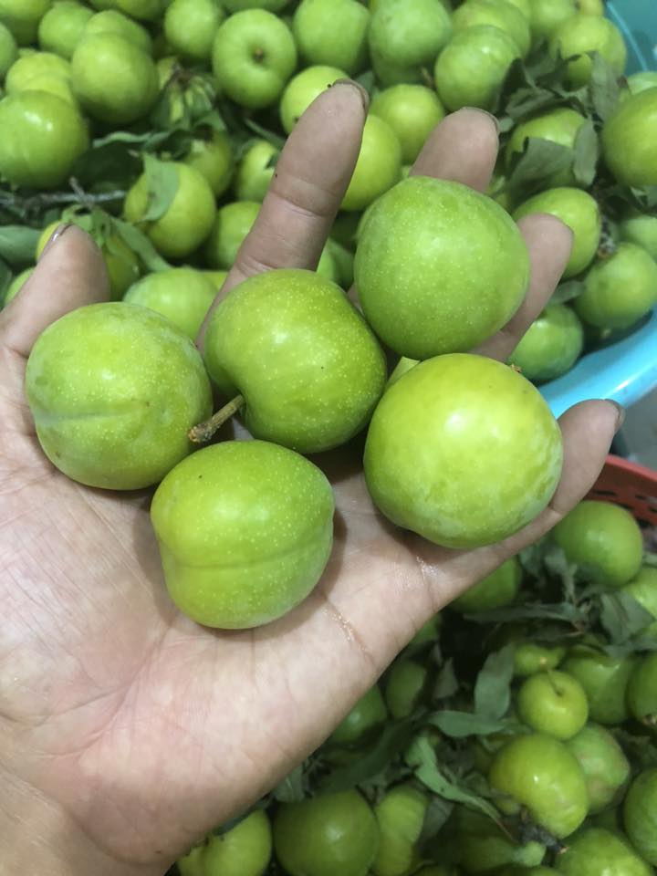 Thực hư về nguồn gốc loại mận róc hạt đang bán đầy thị trường- Ảnh 7. Thực hư về nguồn gốc loại mận róc hạt đang bán đầy thị trường- Ảnh 7.