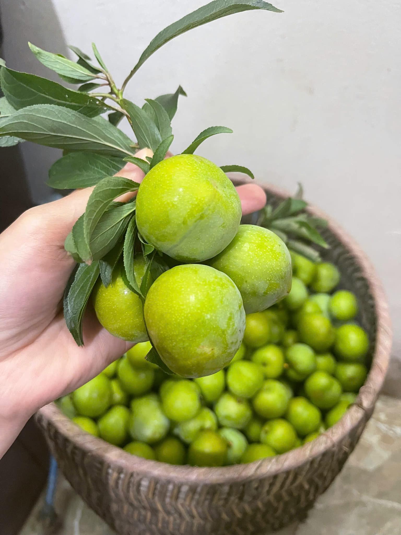 Thực hư về nguồn gốc loại mận róc hạt đang bán đầy thị trường- Ảnh 8. Thực hư về nguồn gốc loại mận róc hạt đang bán đầy thị trường- Ảnh 8.