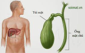 ung thu tui mat dau hieu nhan biet 1633443087951482909720 0 0 177 283 crop 1751608551726282405635