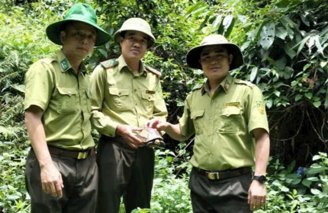 Thả cá thể rùa hộp trán vàng quý hiếm về rừng tự nhiên Pù Huống- Ảnh 1. Thả cá thể rùa hộp trán vàng quý hiếm về rừng tự nhiên Pù Huống- Ảnh 1.