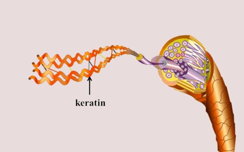 Cách bổ sung keratin từ thực phẩm để có mái tóc khỏe đẹp, bóng mượt