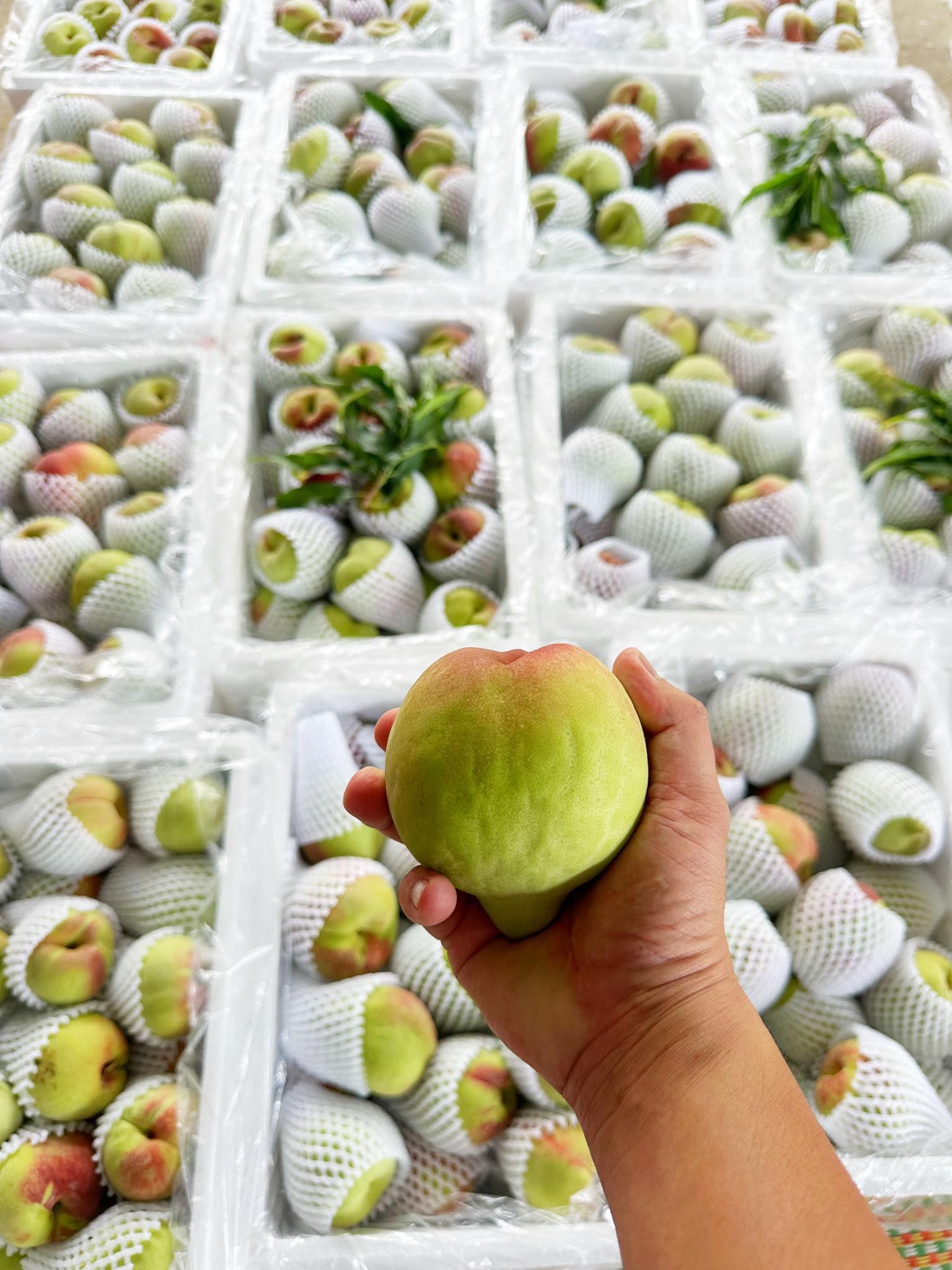 Đào mỏ quạ vào mùa bán đầy thị trường, tiểu thương chỉ cách phân biệt hàng Việt Nam và Trung Quốc- Ảnh 9. Đào mỏ quạ vào mùa bán đầy thị trường, tiểu thương chỉ cách phân biệt hàng Việt Nam và Trung Quốc- Ảnh 9.