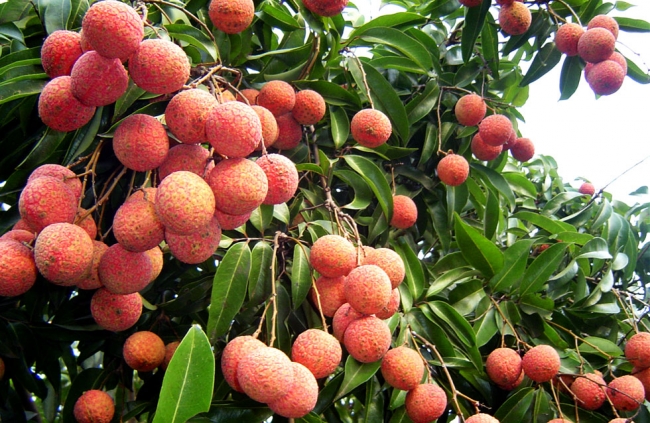 Ăn nhiều quả vải có ngộ độc không, ăn bao nhiêu để không bị nóng và tăng cân?- Ảnh 1. Ăn nhiều quả vải có ngộ độc không, ăn bao nhiêu để không bị nóng và tăng cân?- Ảnh 1.