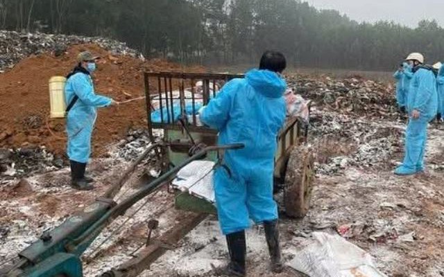 Thanh Hóa: Tiêu hủy gần 7.000 con lợn bị bệnh dịch tả lợn châu Phi