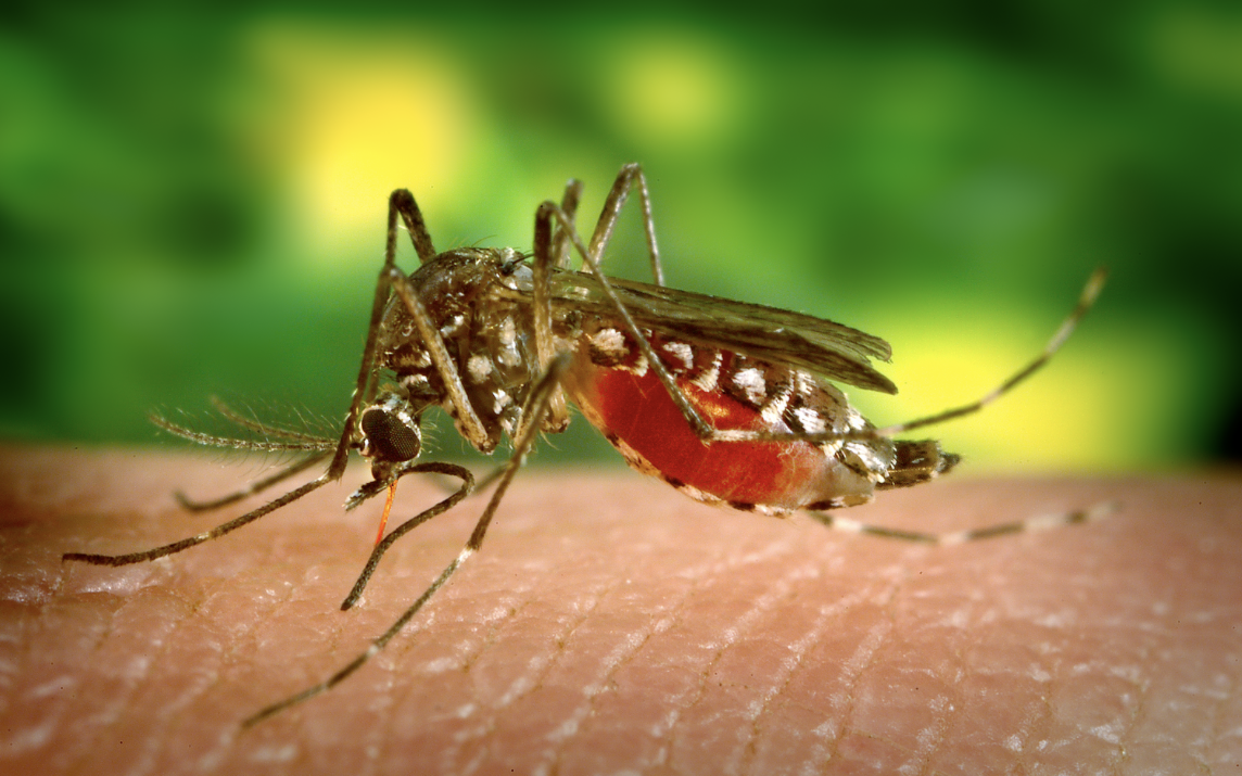 Bệnh Chikungunya do muỗi vằn truyền có biểu hiện ra sao?