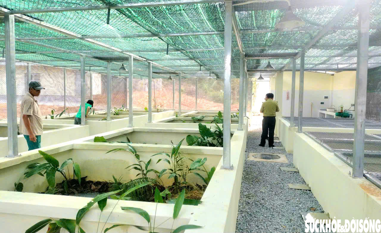 Bên trong nơi bảo tồn, nhân giống gà lôi trắng và nhiều loài động vật quý hiếm ở Huế- Ảnh 7. Bên trong nơi bảo tồn, nhân giống gà lôi trắng và nhiều loài động vật quý hiếm ở Huế- Ảnh 7.