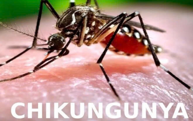 Chikungunya dễ gây tàn phế và nhầm lẫn với sốt xuất huyết