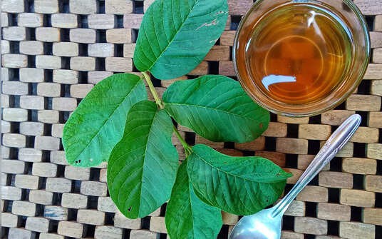 Công dụng bất ngờ của nước lá ổi cho thị lực mà bạn chưa biết