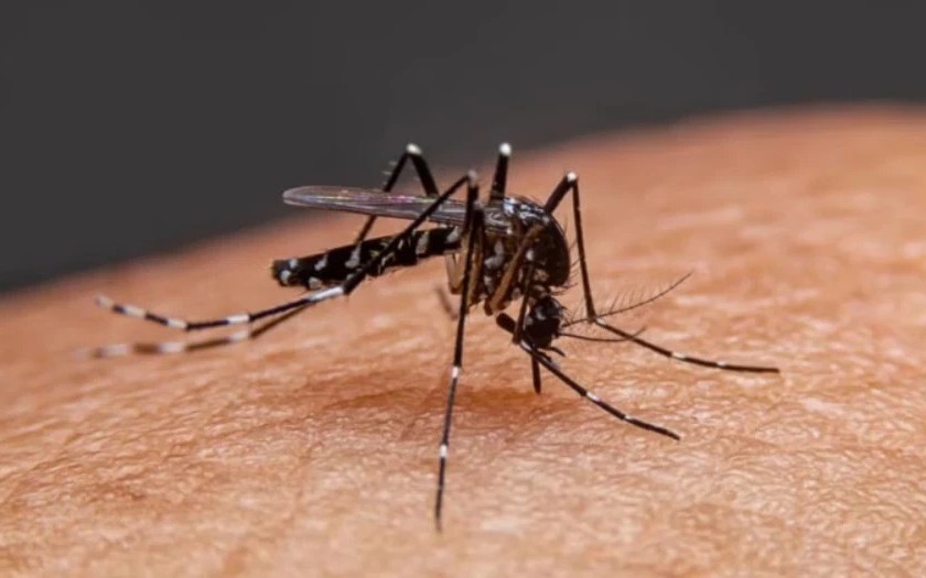 Tăng cường giám sát tại cửa khẩu, sân bay phòng chống bệnh Chikungunya