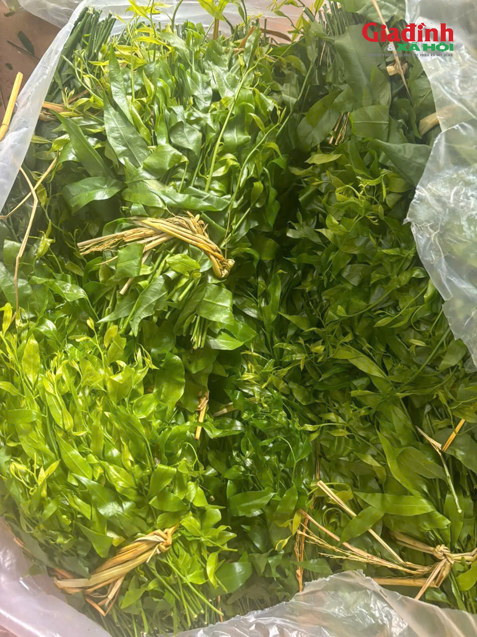 Rau ngót rừng hiếm hàng, giá bán 150.000 đồng/kg vẫn không đủ trả đơn- Ảnh 2.