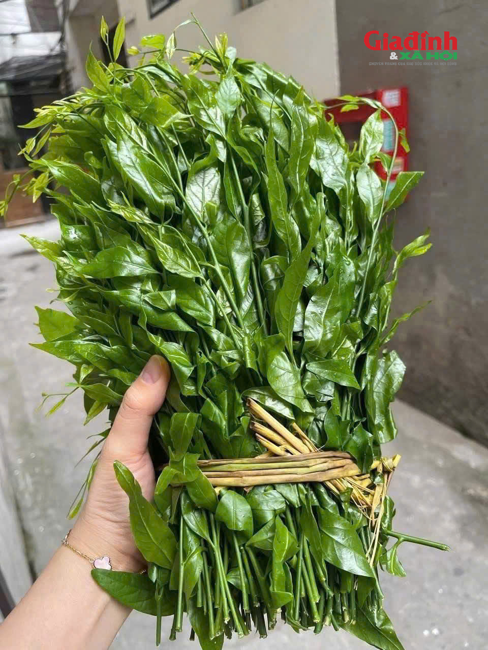 Rau ngót rừng hiếm hàng, giá bán 150.000 đồng/kg vẫn không đủ trả đơn- Ảnh 1.