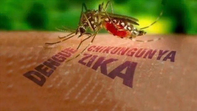 Bệnh Chikungunya 'người đi khom lưng' có nguy hiểm không?- Ảnh 2. Bệnh Chikungunya 'người đi khom lưng' có nguy hiểm không?- Ảnh 2.