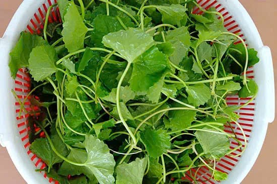 Công dụng tuyệt vời của rau má, diếp cá và tía tô cho sức khỏe- Ảnh 1.