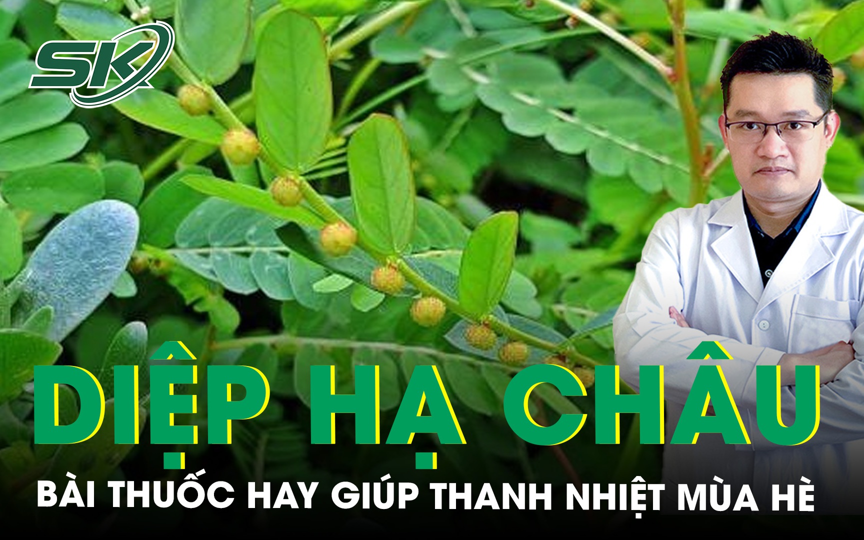 Gợi ý bài thuốc hay từ diệp hạ châu giúp thanh nhiệt mùa hè
