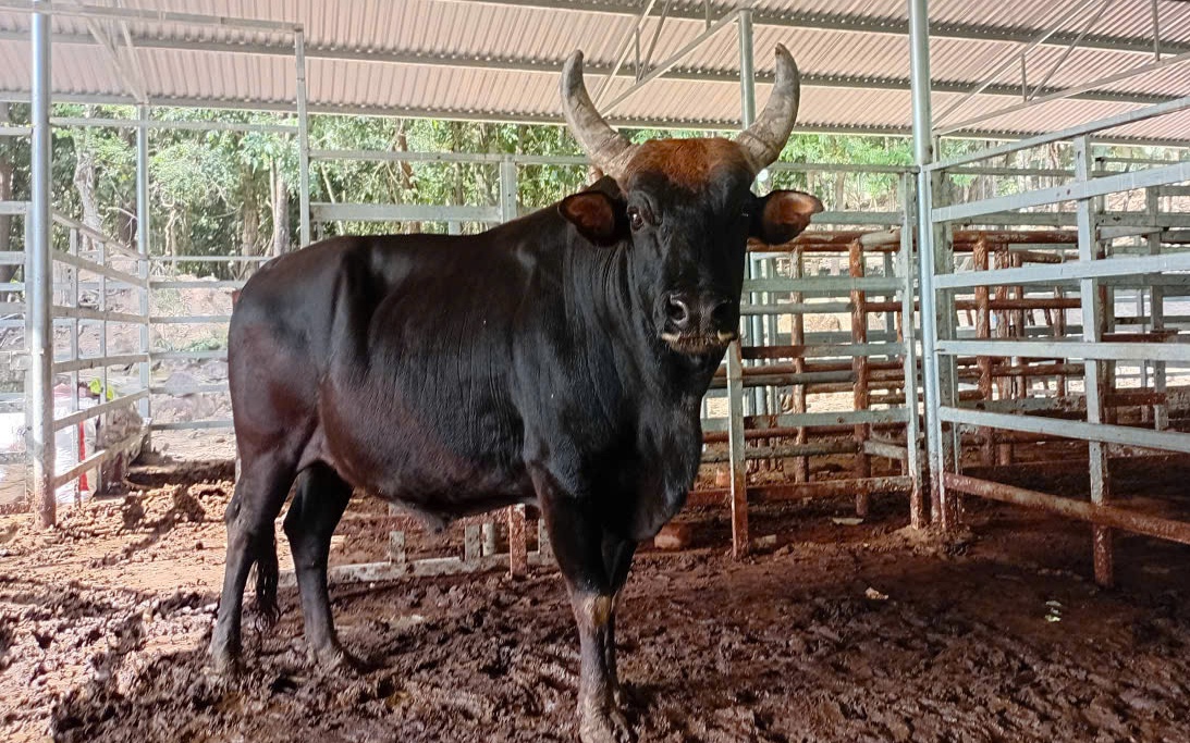 Ngắm đàn bò tót lai vạm vỡ sẵn sàng đón khách du xuân giữa núi rừng Khánh Hòa- Ảnh 7.