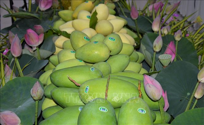 Xây dựng thương hiệu xoài xuất khẩu trên nền tảng chỉ dẫn địa lý- Ảnh 1. Xây dựng thương hiệu xoài xuất khẩu trên nền tảng chỉ dẫn địa lý- Ảnh 1.