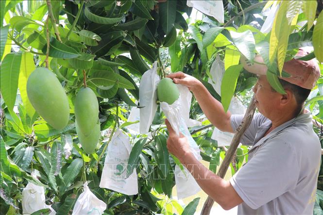 Xây dựng thương hiệu xoài xuất khẩu trên nền tảng chỉ dẫn địa lý- Ảnh 2. Xây dựng thương hiệu xoài xuất khẩu trên nền tảng chỉ dẫn địa lý- Ảnh 2.