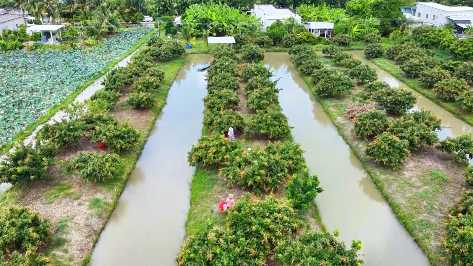 Nhà vườn Cần Thơ phấn khởi vì thanh nhãn đầu mùa giá cao kỷ lục- Ảnh 1.