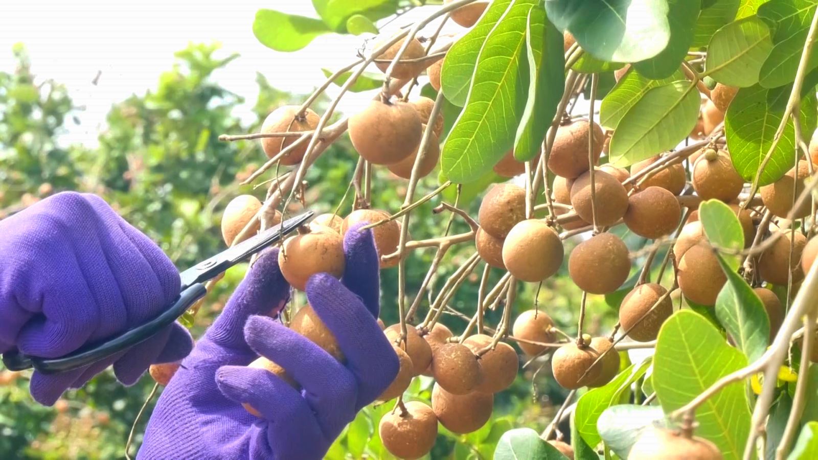 Nhà vườn Cần Thơ phấn khởi vì thanh nhãn đầu mùa giá cao kỷ lục- Ảnh 4.