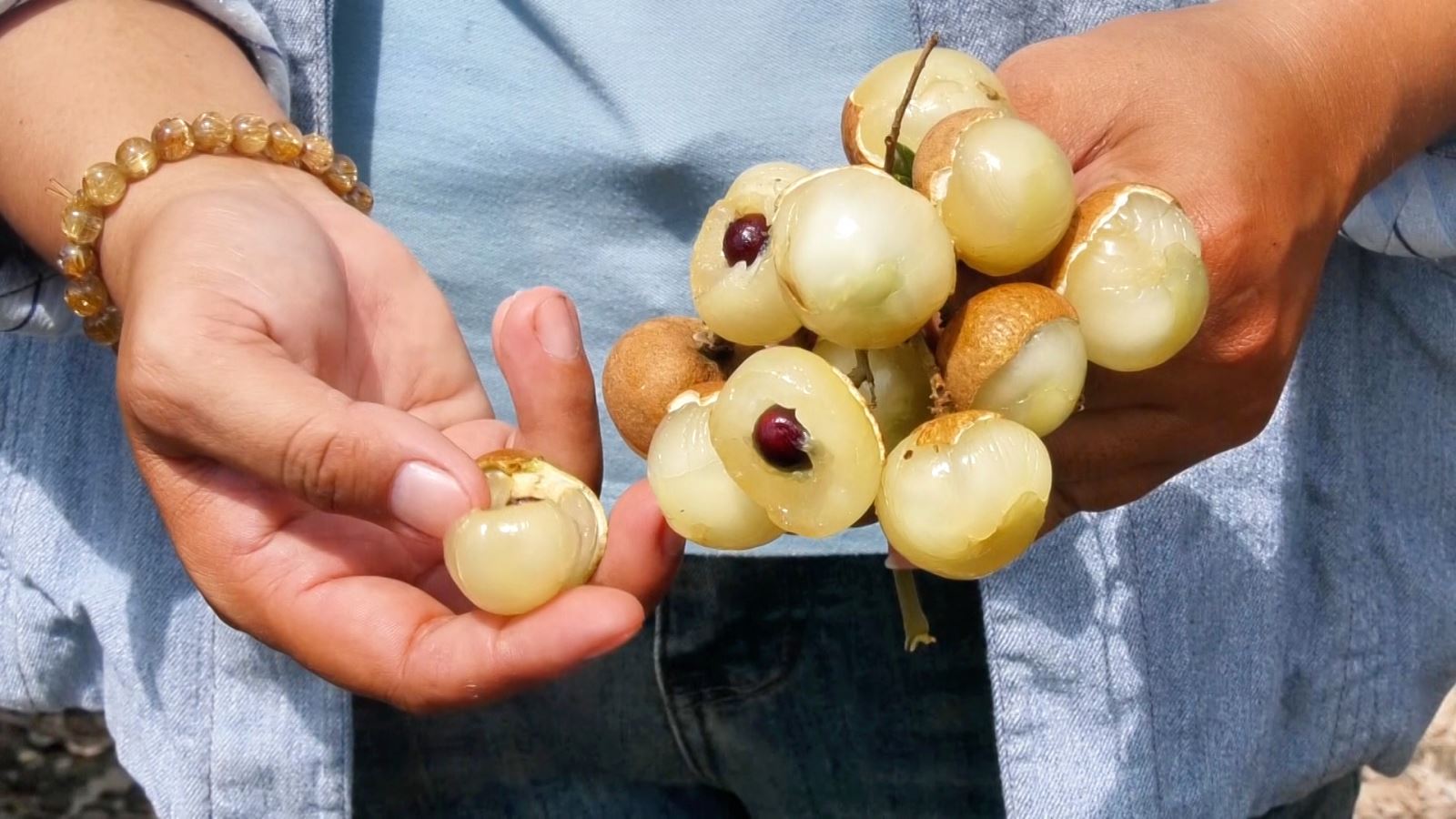 Nhà vườn Cần Thơ phấn khởi vì thanh nhãn đầu mùa giá cao kỷ lục- Ảnh 2.