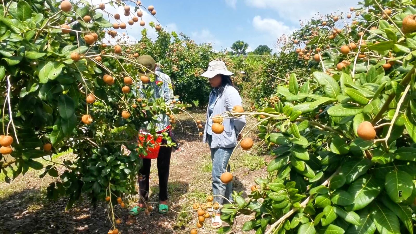 Nhà vườn Cần Thơ phấn khởi vì thanh nhãn đầu mùa giá cao kỷ lục- Ảnh 3.