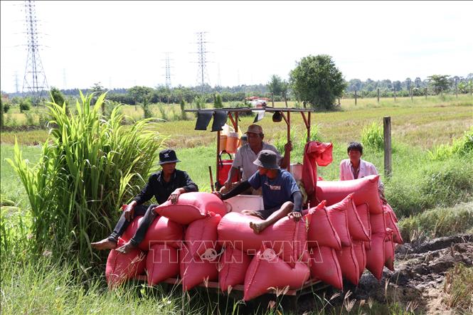 Nông dân Vĩnh Long thất thu vụ lúa Hè Thu- Ảnh 1.