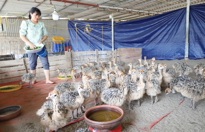 Hà Nội: Tập trung phát triển kinh tế - xã hội vùng đồng bào dân tộc thiểu số và miền núi- Ảnh 1. A person feeding a group of birds AI-generated content may be incorrect.