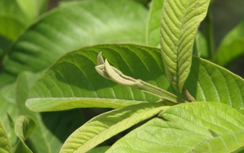 Ai không nên uống nước lá ổi?- Ảnh 3. 5 lợi ích sức khỏe từ thói quen nhai lá ổi buổi sáng