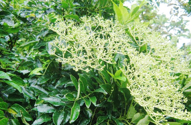 Ưng bất bạc - Thảo dược tốt cho người viêm gan, xơ gan, gan nhiễm mỡ- Ảnh 1.