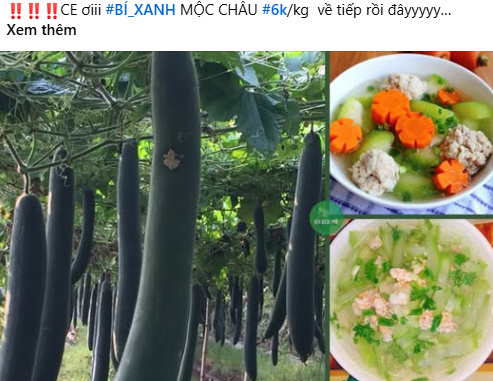 Bí xanh giá siêu rẻ chỉ vài nghìn đồng/kg, nhiều người tranh thủ mua về tích trữ- Ảnh 1.