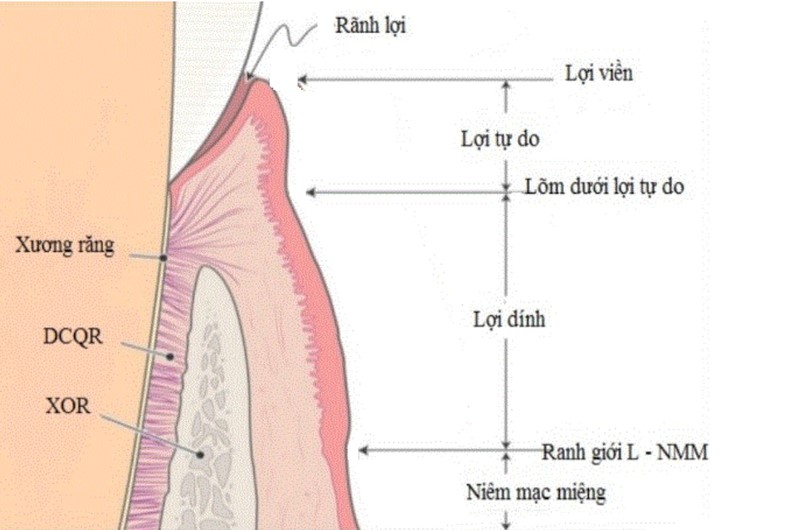 Nướu răng: 'người hùng' thường bị lãng quên- Ảnh 1.