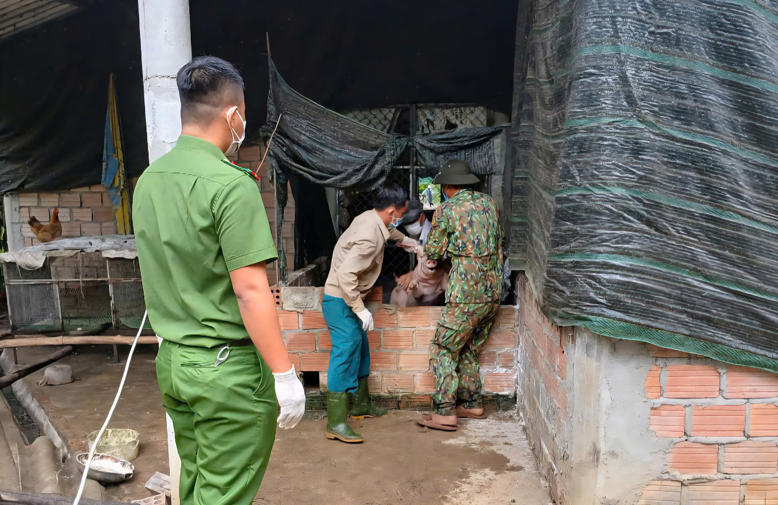 Dịch tả lợn châu Phi ở Huế xảy ra cục bộ, khuyến cáo chăn nuôi an toàn sinh học- Ảnh 1. Dịch tả lợn châu Phi ở Huế xảy ra cục bộ, khuyến cáo chăn nuôi an toàn sinh học- Ảnh 1.