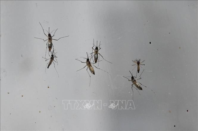 Hàng nghìn ca mắc bệnh, Trung Quốc ráo riết kiểm soát dịch Chikungunya- Ảnh 1. Hàng nghìn ca mắc bệnh, Trung Quốc ráo riết kiểm soát dịch Chikungunya- Ảnh 1.