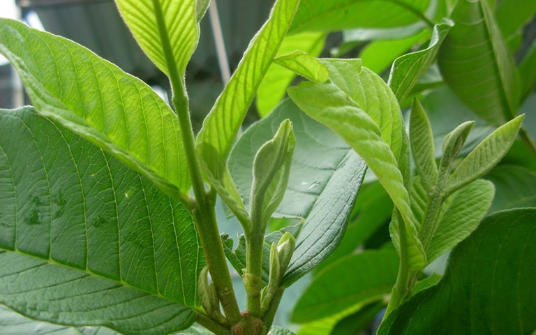 Nhai lá ổi hàng ngày có tác dụng gì?