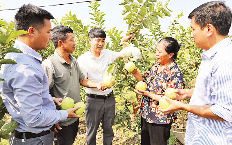 Bắc Ninh đẩy mạnh xây dựng nông thôn xanh, sạch, đẹp và giảm nghèo bền vững- Ảnh 1.