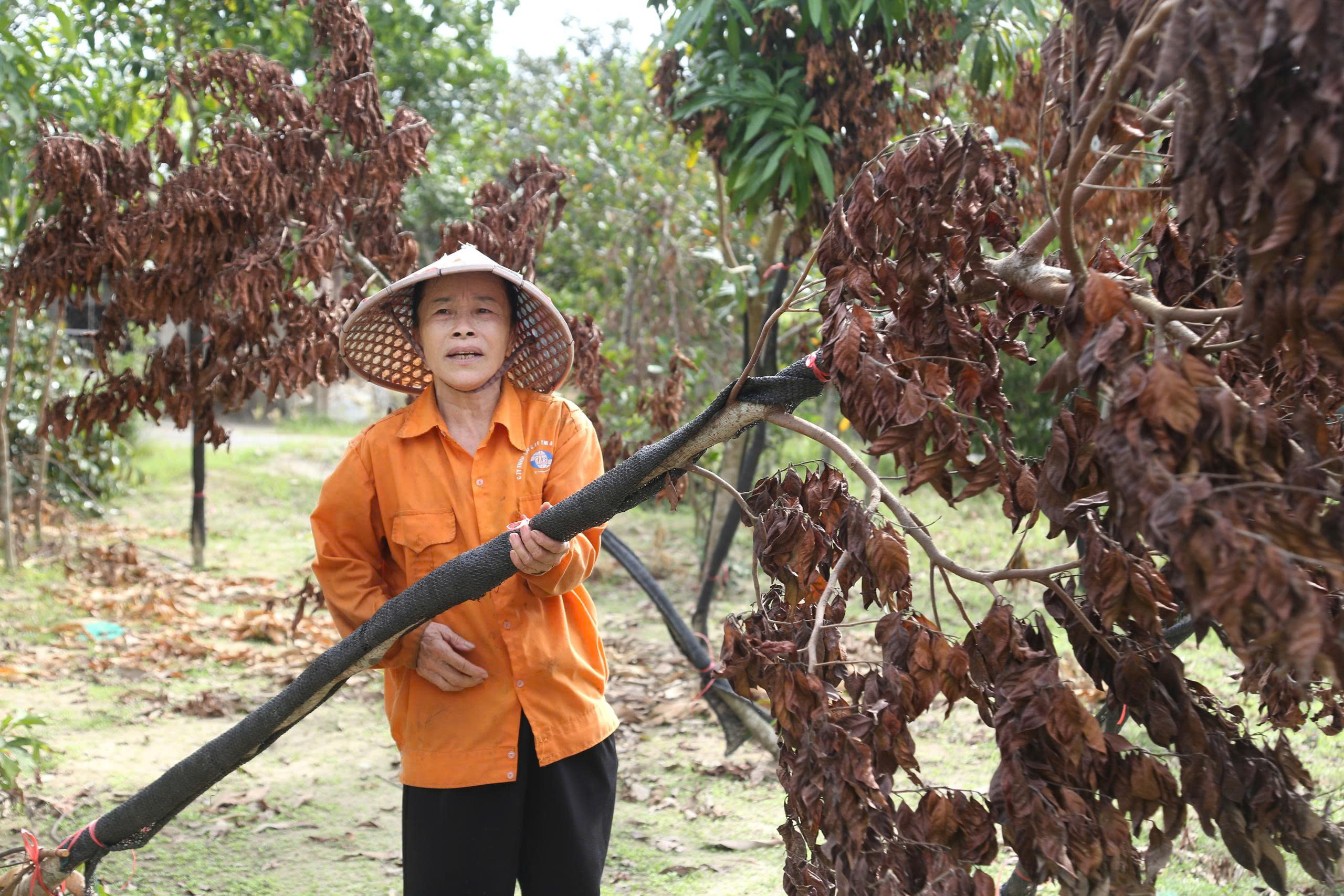 Cây chết khô sau bão, người dân làng cây cảnh ở Nghệ An lo mất Tết- Ảnh 1. Cây chết khô sau bão, người dân làng cây cảnh ở Nghệ An lo mất Tết- Ảnh 1.