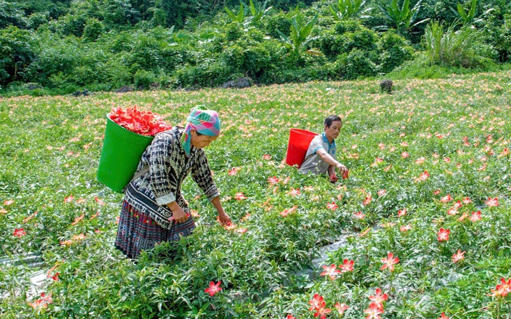 Khai thác, mở rộng lợi thế cây dược liệu của tỉnh Thái Nguyên- Ảnh 3.