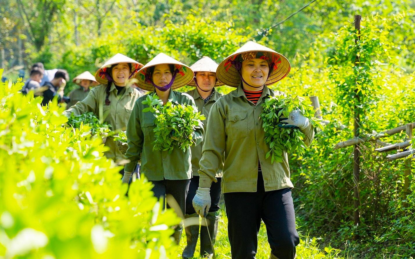 Dược liệu Việt Nam: Từ tri thức dân gian đến chuỗi giá trị hiện đại