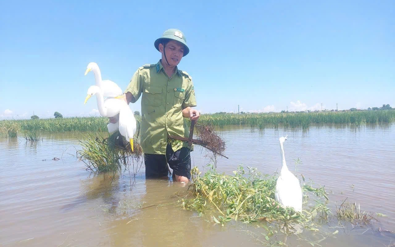 Bẫy giăng kín đồng ruộng, kiểm lâm ráo riết tháo gỡ bảo vệ chim hoang dã