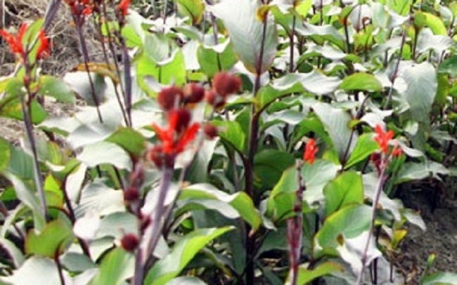 Hồi sinh tri thức thảo dược qua mô hình “làng dược liệu” vùng cao- Ảnh 2.