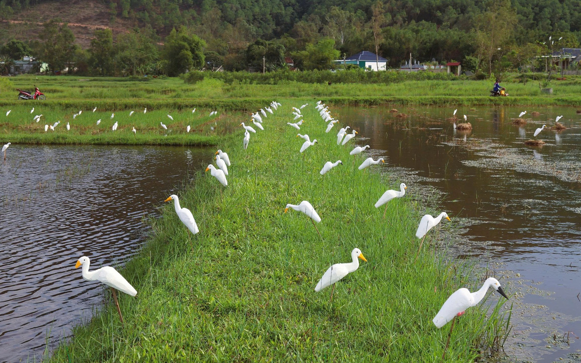 Lội ruộng, trèo cây phá dỡ bẫy chim hoang dã ở Nghệ An