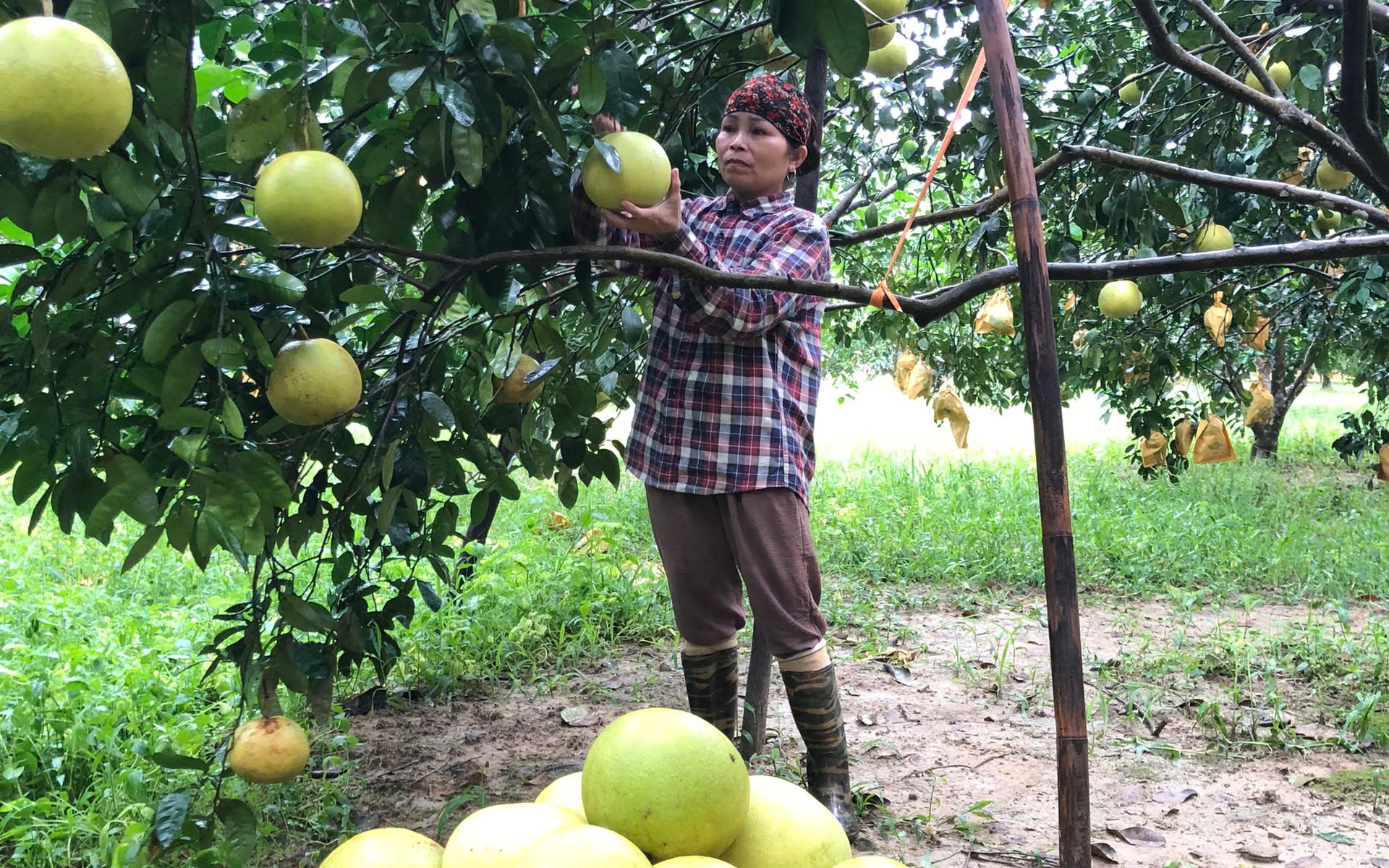 'Thủ phủ' cam Hà Tĩnh đỏ rực chờ Tết- Ảnh 11.