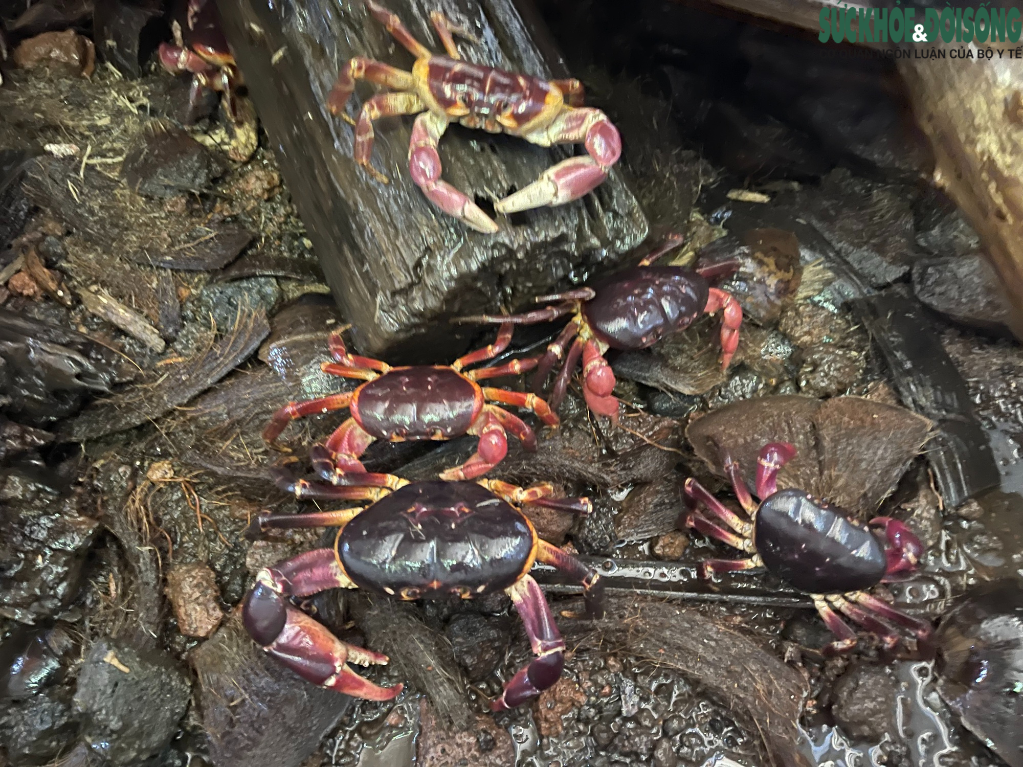 Cua Đá Là Loài Cua Gì? Cách Phân Biệt Cua Đá Biển Và Cua Đá Suối Để Tránh Ngộ Độc Khi Ăn 2025 3 Cua Đá Sống Khe Đá Ở Núi Cao