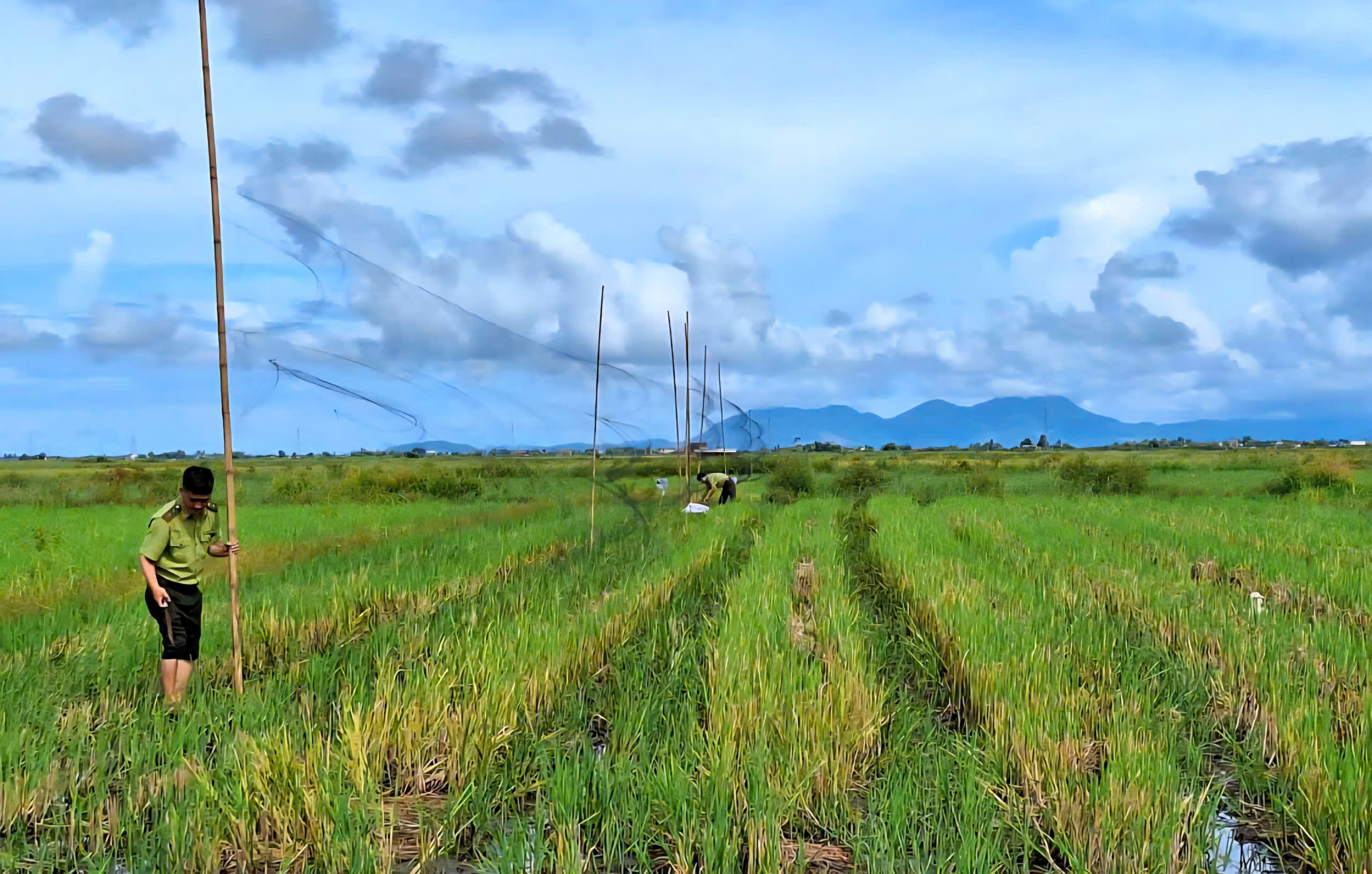 Tháo dỡ 'thiên la địa võng', bảo vệ chim hoang dã mùa di cư- Ảnh 3. Tháo dỡ 'thiên la địa võng', bảo vệ chim hoang dã mùa di cư- Ảnh 3.