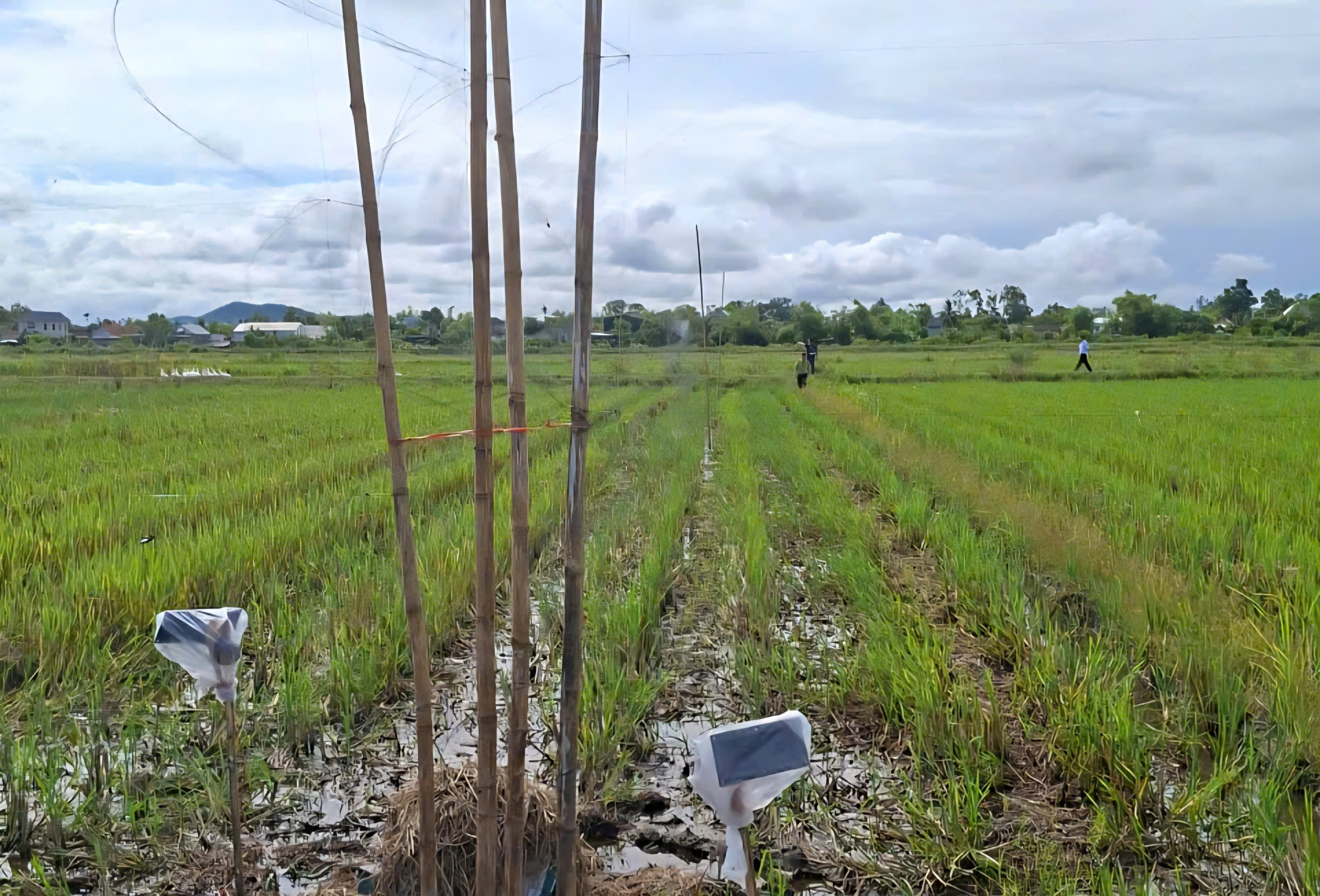Tháo dỡ 'thiên la địa võng', bảo vệ chim hoang dã mùa di cư- Ảnh 1. Tháo dỡ 'thiên la địa võng', bảo vệ chim hoang dã mùa di cư- Ảnh 1.
